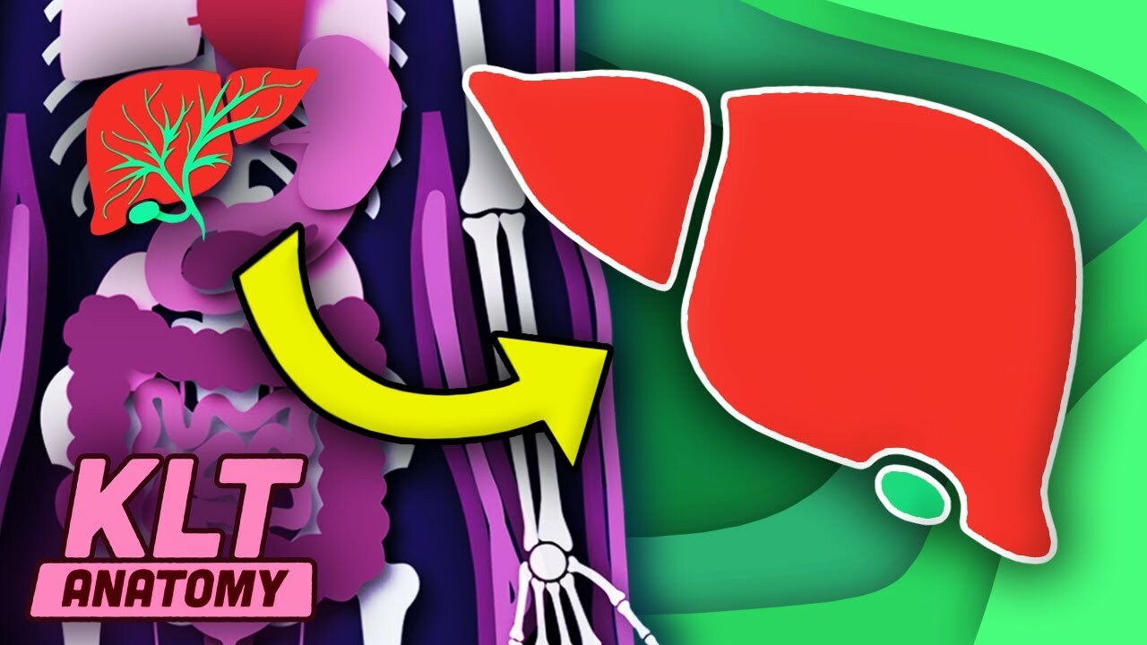 Your Liver Is The Supercomputer of YOUR Body! | KLT Anatomy